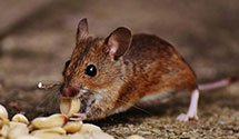 24 Hour & Emergency Exterminators in Port Reading, NJ